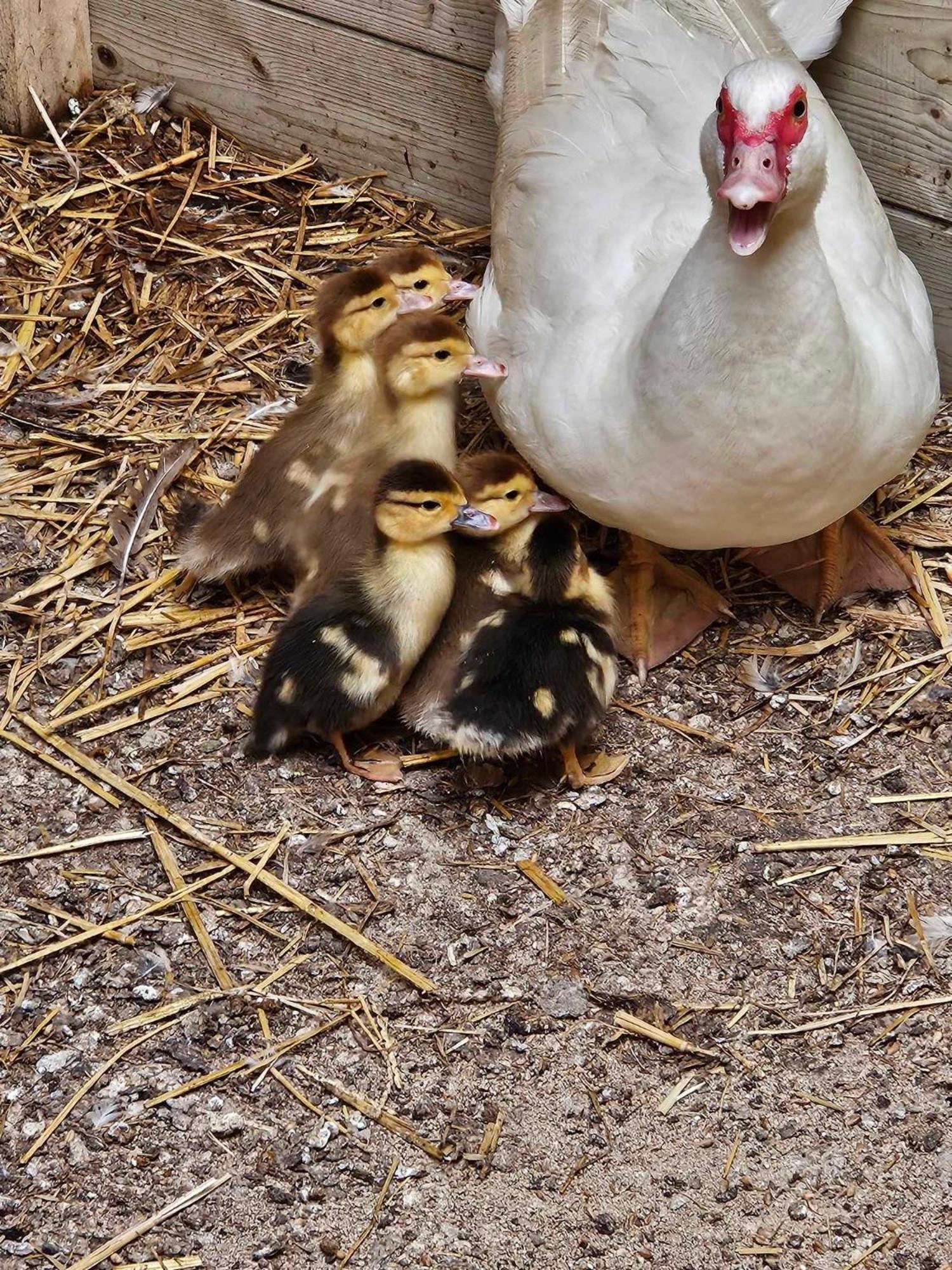 Gite Canard Fromelles Экстерьер фото