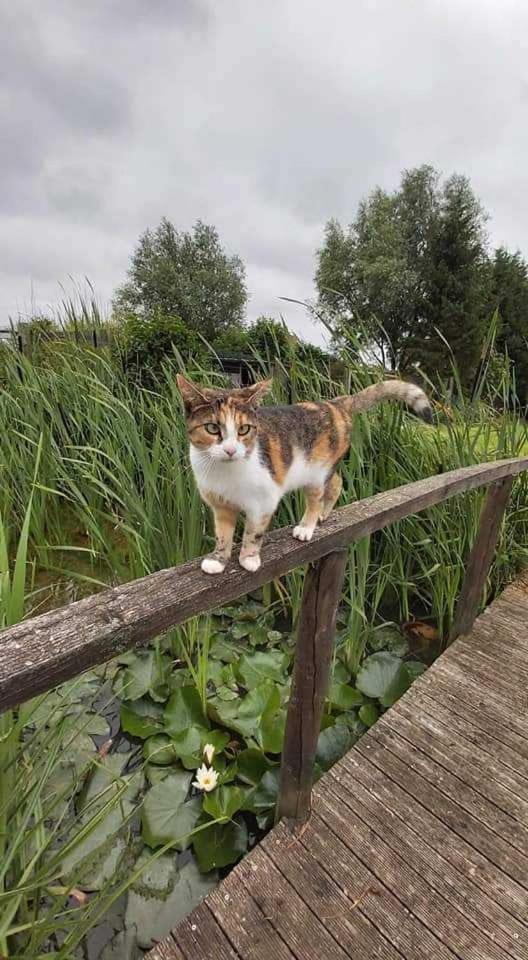 Gite Canard Fromelles Экстерьер фото